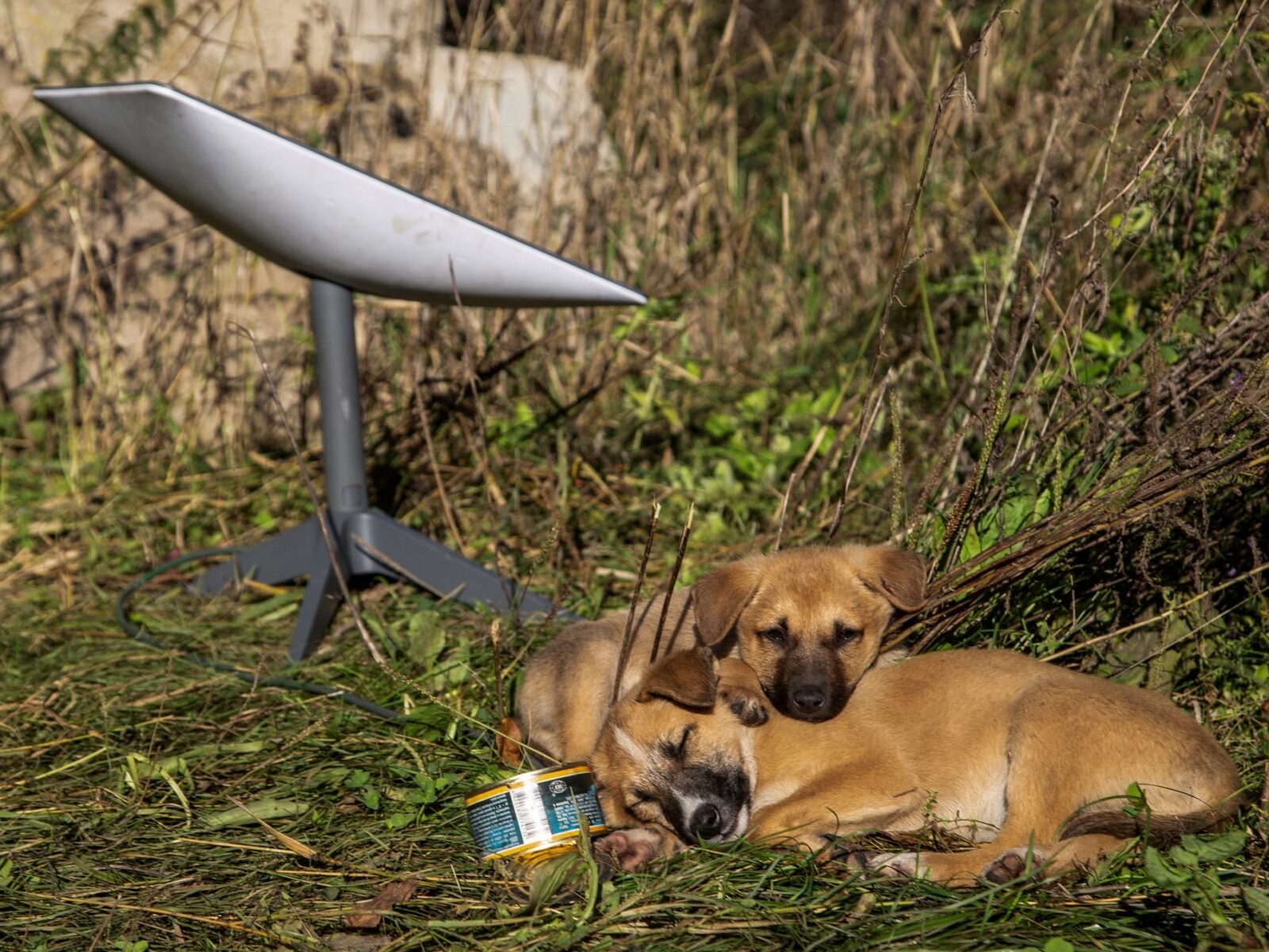 جروان يستريحان بجانب محطة Starlink قرب مدينة ليمان الأوكرانية، في 7 أكتوبر 2022.