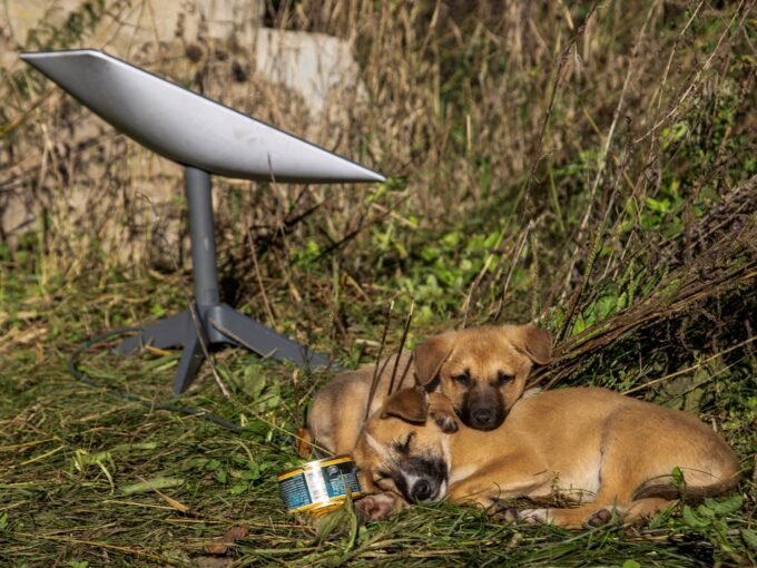 جروان يستريحان بجانب محطة Starlink قرب مدينة ليمان الأوكرانية، في 7 أكتوبر 2022.