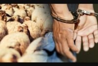 صورة توضيحية لعملية توقيف متهم بسرقة الأغنام في الفقيه بن صالح