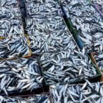 صيد السردين بالعيون