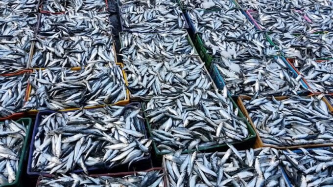 ميناء العيون يشهد انتعاشاً قياسياً في صيد السردين ويعزز تموين السوق الوطنية 27 صيد السردين بالعيون