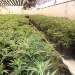 صورة لمزرعة قنب داخلية تم اكتشافها، تظهر نباتات القنب ومعدات الإضاءة والتهوية.