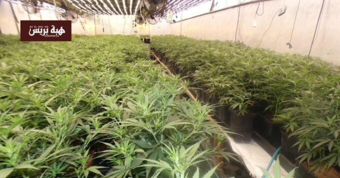 صورة لمزرعة قنب داخلية تم اكتشافها، تظهر نباتات القنب ومعدات الإضاءة والتهوية.