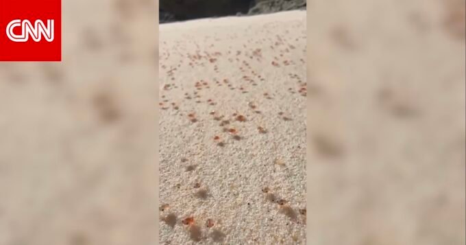 ظاهرة طبيعية مذهلة: ملايين السرطانات الحمراء في هجرة كبرى نحو شواطئ أستراليا 9 ملايين من سرطانات البحر الحمراء الصغيرة تغطي شاطئًا رمليًا في أستراليا خلال هجرتها السنوية النادرة.