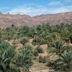 صورة جوية لواحة خضراء في زاكورة تظهر نخيل التمر وسط بيئة صحراوية، ترمز لجهود إعادة الهيكلة والتنمية.