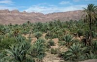 صورة جوية لواحة خضراء في زاكورة تظهر نخيل التمر وسط بيئة صحراوية، ترمز لجهود إعادة الهيكلة والتنمية.