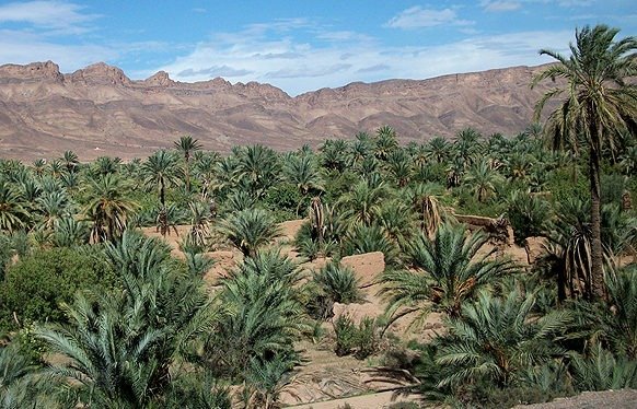 صورة جوية لواحة خضراء في زاكورة تظهر نخيل التمر وسط بيئة صحراوية، ترمز لجهود إعادة الهيكلة والتنمية.