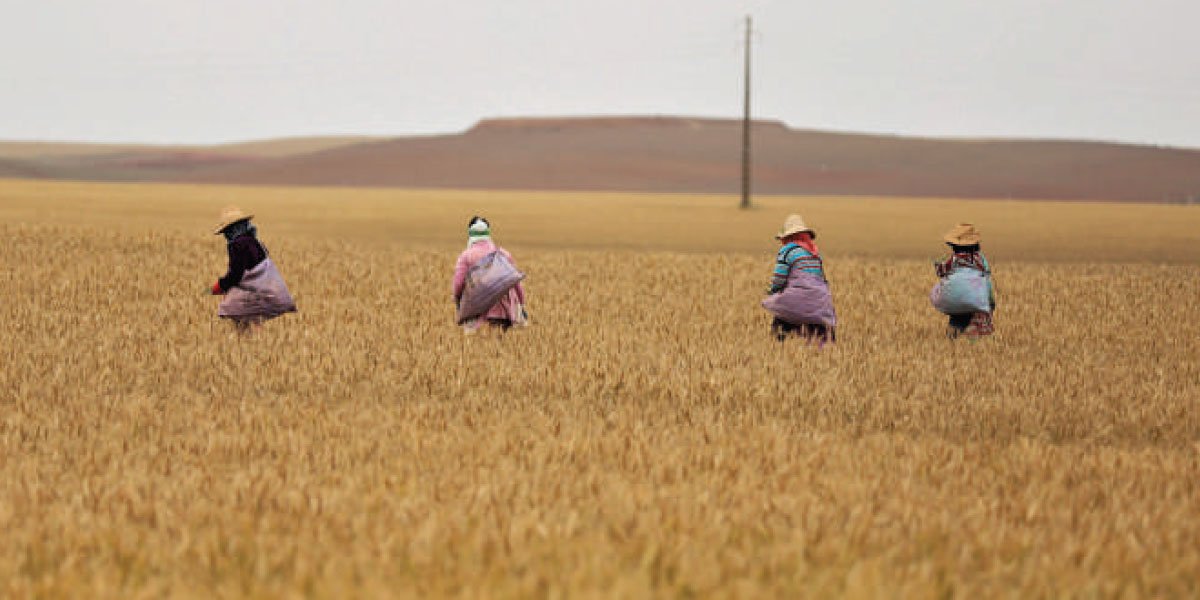 Emploi agricole Maroc