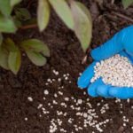 Texte alt pour l'image