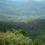 Gestion durable des forêts :