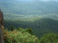 Gestion durable des forêts :