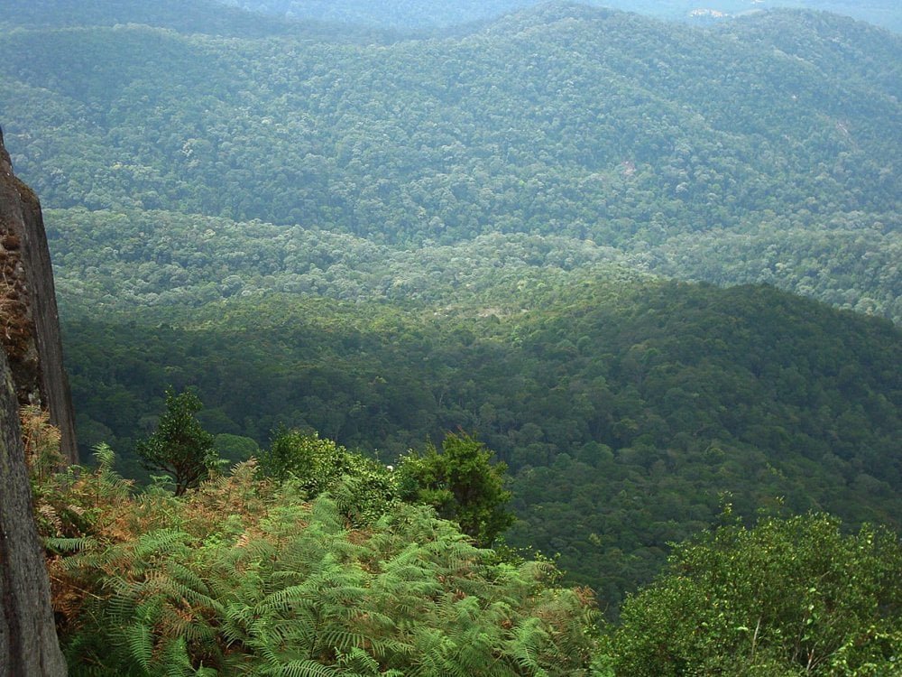 Gestion durable des forêts :