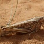 L'envolée des criquets pèlerins au Sahara marocain : Une menace sous haute surveillance 6 Vue aérienne ou rapprochée de criquets pèlerins en phase de regroupement dans le Sahara marocain, avec des dunes de sable et une végétation clairsemée en arrière-plan.