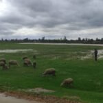 Vue aérienne de vastes champs agricoles inondés dans la région du Gharb au Maroc, avec des cultures submergées par l'eau boueuse, reflétant l'impact dévastateur des pluies diluviennes sur l'agriculture locale.