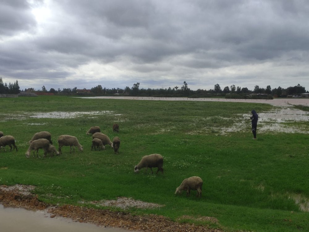 Vue aérienne de vastes champs agricoles inondés dans la région du Gharb au Maroc, avec des cultures submergées par l'eau boueuse, reflétant l'impact dévastateur des pluies diluviennes sur l'agriculture locale.