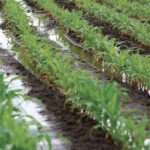 Paysage agricole marocain verdoyant après des pluies abondantes et des chutes de neige record, avec des champs cultivés et des barrages remplis, symbolisant la fin de la sécheresse.
