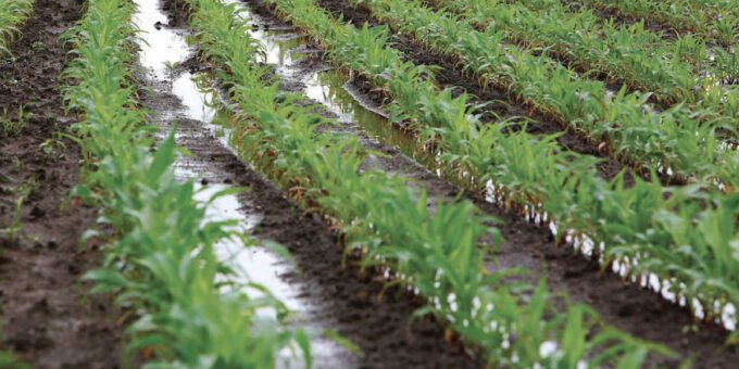 Paysage agricole marocain verdoyant après des pluies abondantes et des chutes de neige record, avec des champs cultivés et des barrages remplis, symbolisant la fin de la sécheresse.