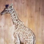 naissance girafe Maroc