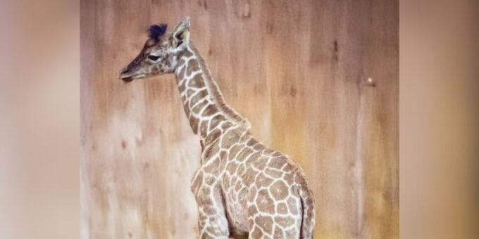 naissance girafe Maroc