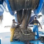 Illustration de sardines pêchées au large des côtes marocaines, symbolisant la reprise de la pêche aux petits pélagiques.