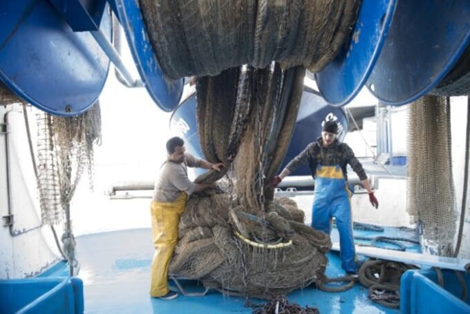 Illustration de sardines pêchées au large des côtes marocaines, symbolisant la reprise de la pêche aux petits pélagiques.