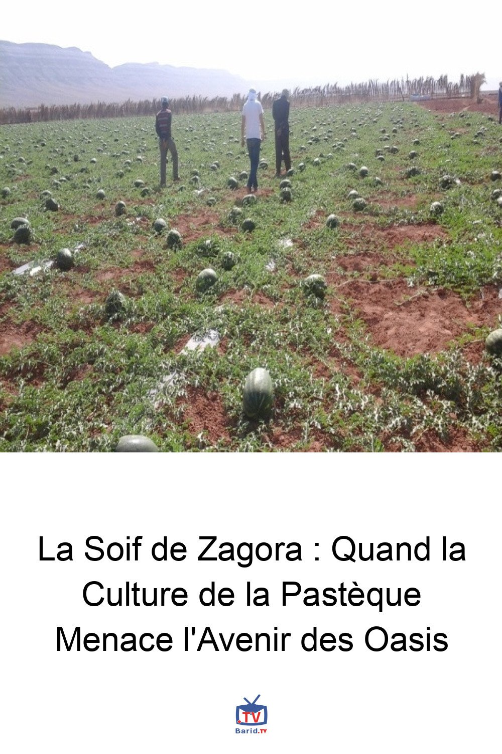 La Soif de Zagora : Quand la Culture de la Pastèque Menace l'Avenir des Oasis 4 Pinterest Hidden