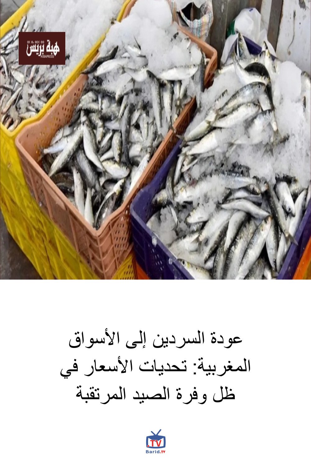 عودة السردين إلى الأسواق المغربية: تحديات الأسعار في ظل وفرة الصيد المرتقبة 4 Pinterest Hidden