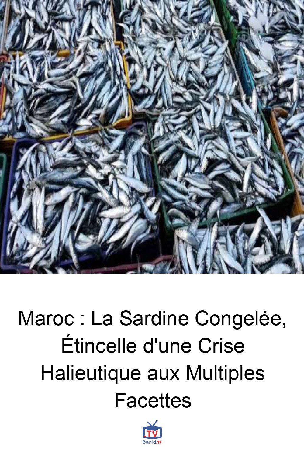 Maroc : La Sardine Congelée, Étincelle d'une Crise Halieutique aux Multiples Facettes 4 Pinterest Hidden