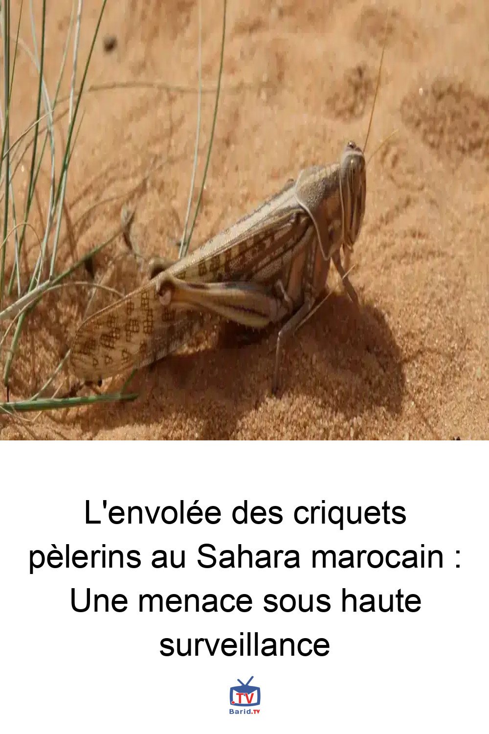L'envolée des criquets pèlerins au Sahara marocain : Une menace sous haute surveillance 4 Pinterest Hidden