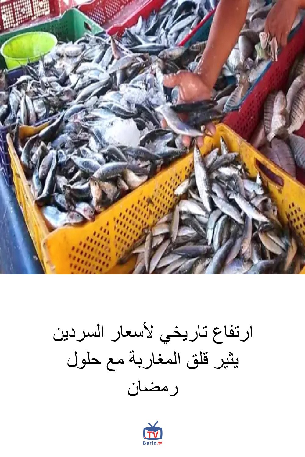 ارتفاع تاريخي لأسعار السردين يثير قلق المغاربة مع حلول رمضان 4 Pinterest Hidden
