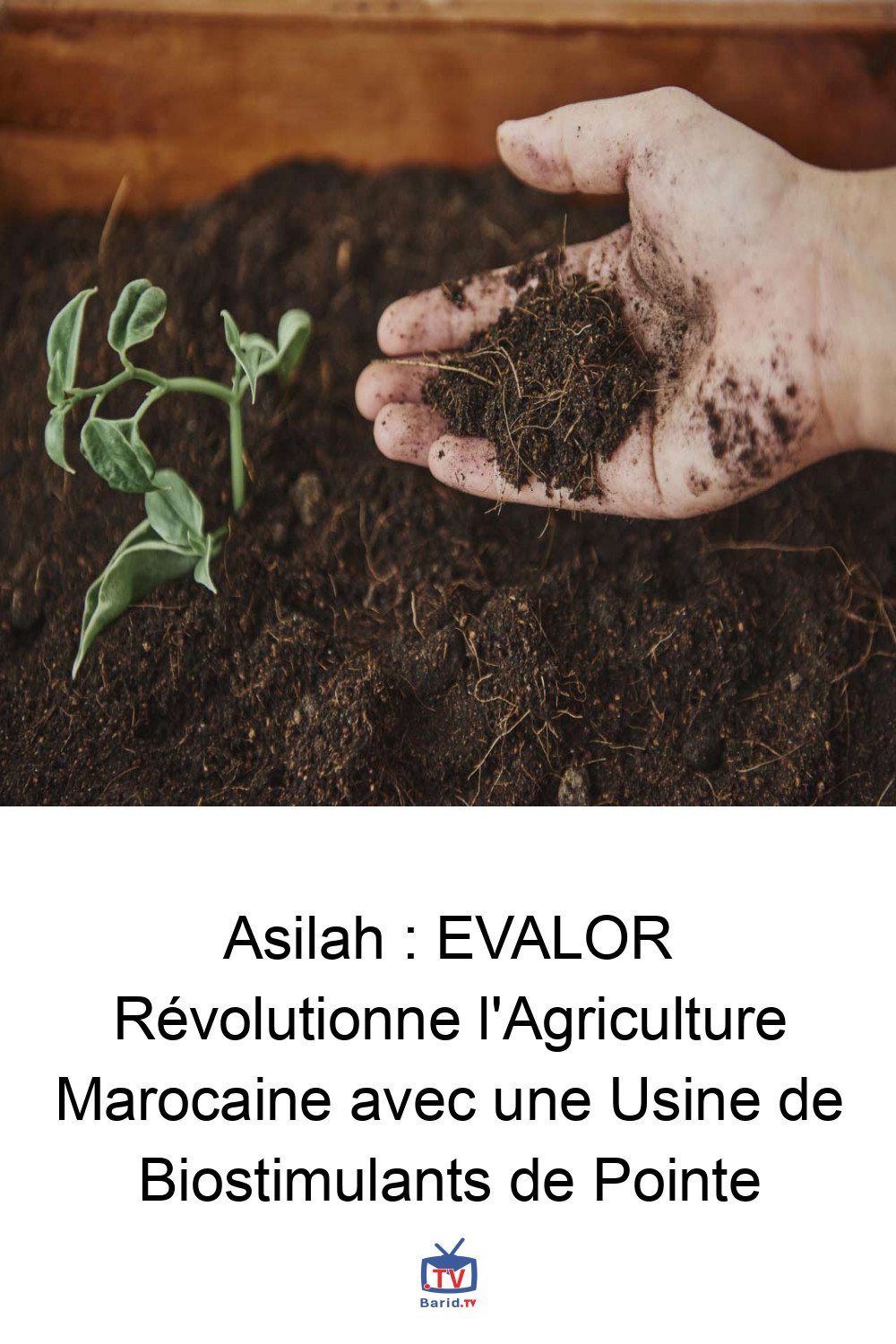 Asilah : EVALOR Révolutionne l'Agriculture Marocaine avec une Usine de Biostimulants de Pointe 4 Pinterest Hidden