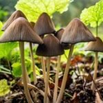 Psilocybin's Promise: FDA Nears Approval for Magic Mushroom Component in Depression Treatment 2 Microscopic view of psilocybin molecules or a stylized image of a mushroom with a medical cross