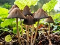 Microscopic view of psilocybin molecules or a stylized image of a mushroom with a medical cross