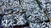 Des caisses de sardines congelées empilées sur un quai de port marocain, avec des bateaux de pêche en arrière-plan, symbolisant la tension autour des exportations.
