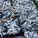 Des sardines fraîches sur un étal de marché, symbolisant l'approvisionnement local et la sécurité alimentaire.