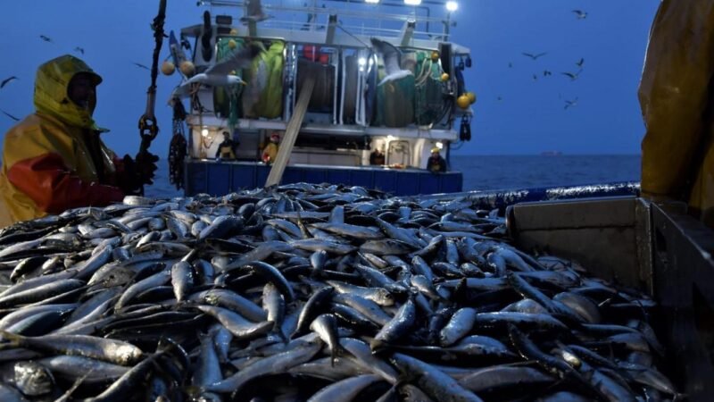 Sardines rares, prix en hausse : le repos biologique prolongé met les marchés sous tension 3 Sardine Maroc