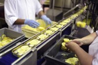 Une usine de conserves de sardines à Safi, Maroc, avec des ouvriers en pleine activité.