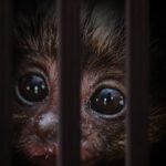 AI-powered tools combating wildlife trafficking