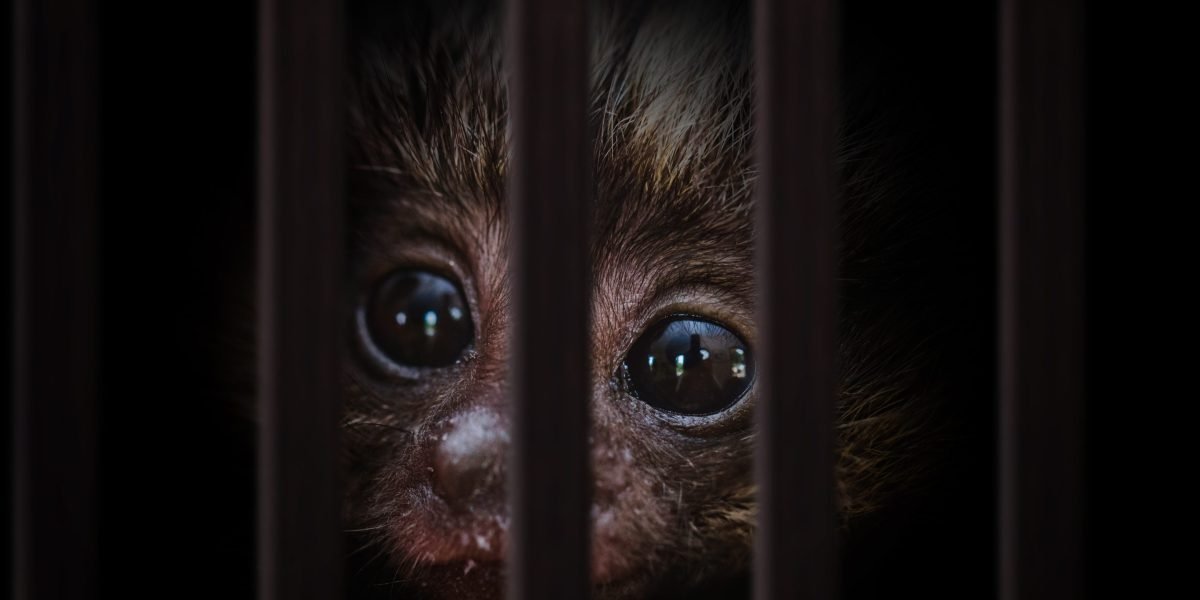 AI-powered tools combating wildlife trafficking