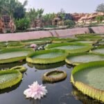 Illustration d'un crocodile dans son habitat naturel, symbolisant la conservation et la biodiversité.