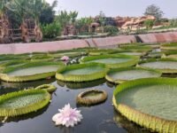 Illustration d'un crocodile dans son habitat naturel, symbolisant la conservation et la biodiversité.