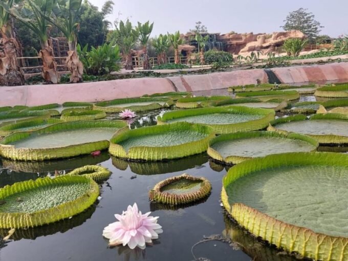 Illustration d'un crocodile dans son habitat naturel, symbolisant la conservation et la biodiversité.