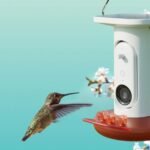 Birdbuddy Smart Hummingbird Feeder Pro Solar capturing a bird