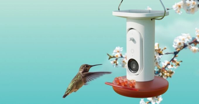 Birdbuddy Smart Hummingbird Feeder Pro Solar capturing a bird