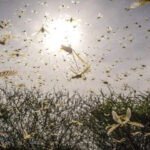 Essaim de criquets pèlerins dévastant un champ, symbole de la menace agricole au Maroc.