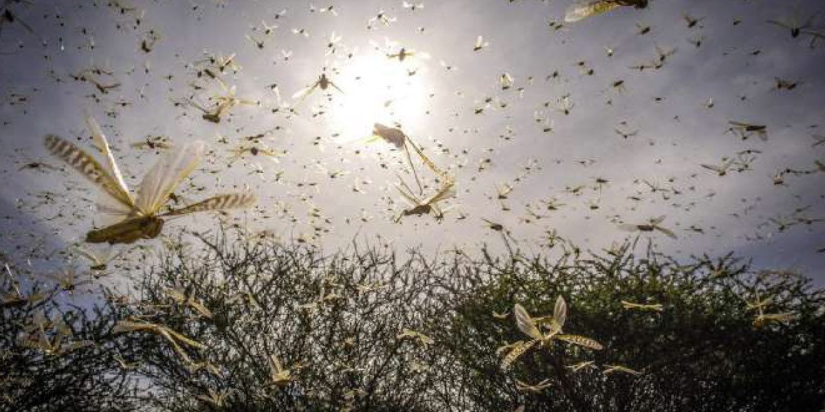 Criquets pèlerins : risque d’essaims estivaux 3 Essaim de criquets pèlerins dévastant un champ, symbole de la menace agricole au Maroc.
