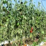 سوس ماسة: إحصاء الأضرار الفلاحية يتواصل وآمال الفلاحين معلقة على الدعم الحكومي 6 صورة جوية لضيعات فلاحية متضررة من عاصفة رملية في منطقة سوس ماسة، مع علامات التلف الواضحة على المحاصيل.