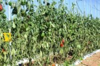 صورة جوية لضيعات فلاحية متضررة من عاصفة رملية في منطقة سوس ماسة، مع علامات التلف الواضحة على المحاصيل.