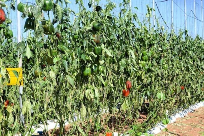 صورة جوية لضيعات فلاحية متضررة من عاصفة رملية في منطقة سوس ماسة، مع علامات التلف الواضحة على المحاصيل.