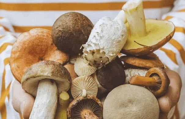 صورة مقربة لأنواع مختلفة من الفطر الطازج، مثل فطر الشيتاكي وعرف الأسد، موضوعة بعناية على سطح خشبي، ترمز لفوائدها الصحية المتعددة للقلب وضغط الدم.